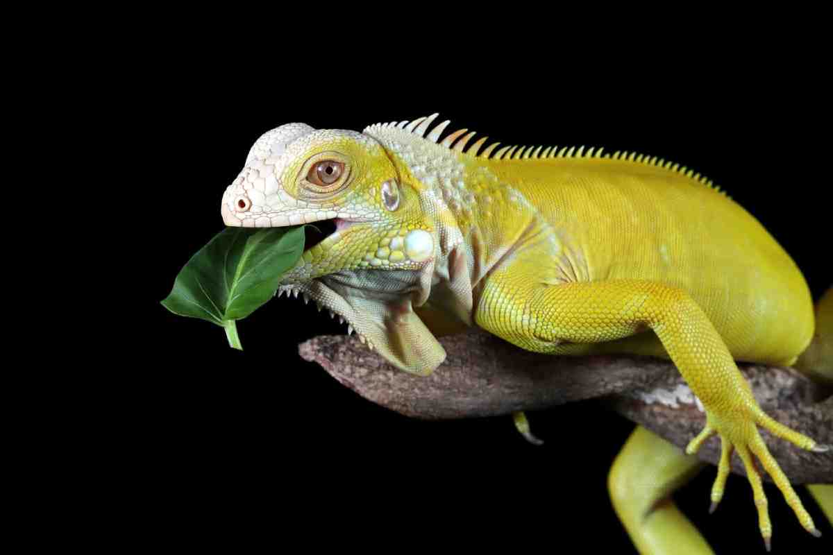 A vibrant yellow iguana perched on a branch, holding a green leaf in its mouth, set against a black background.