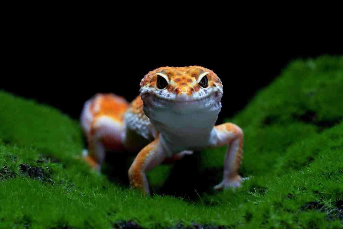 A close-up of a vibrant orange and white leopard gecko on lush green moss, set against a dark background, displaying a curious expression.