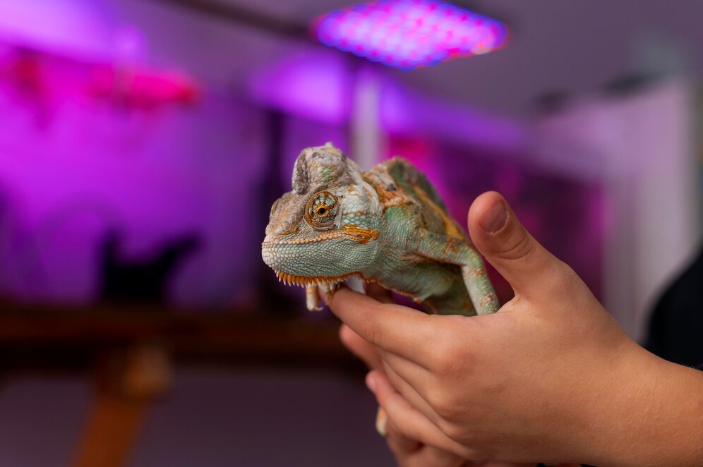 A close-up of a colorful bearded dragon being held in a person's hand, with a softly lit purple background.