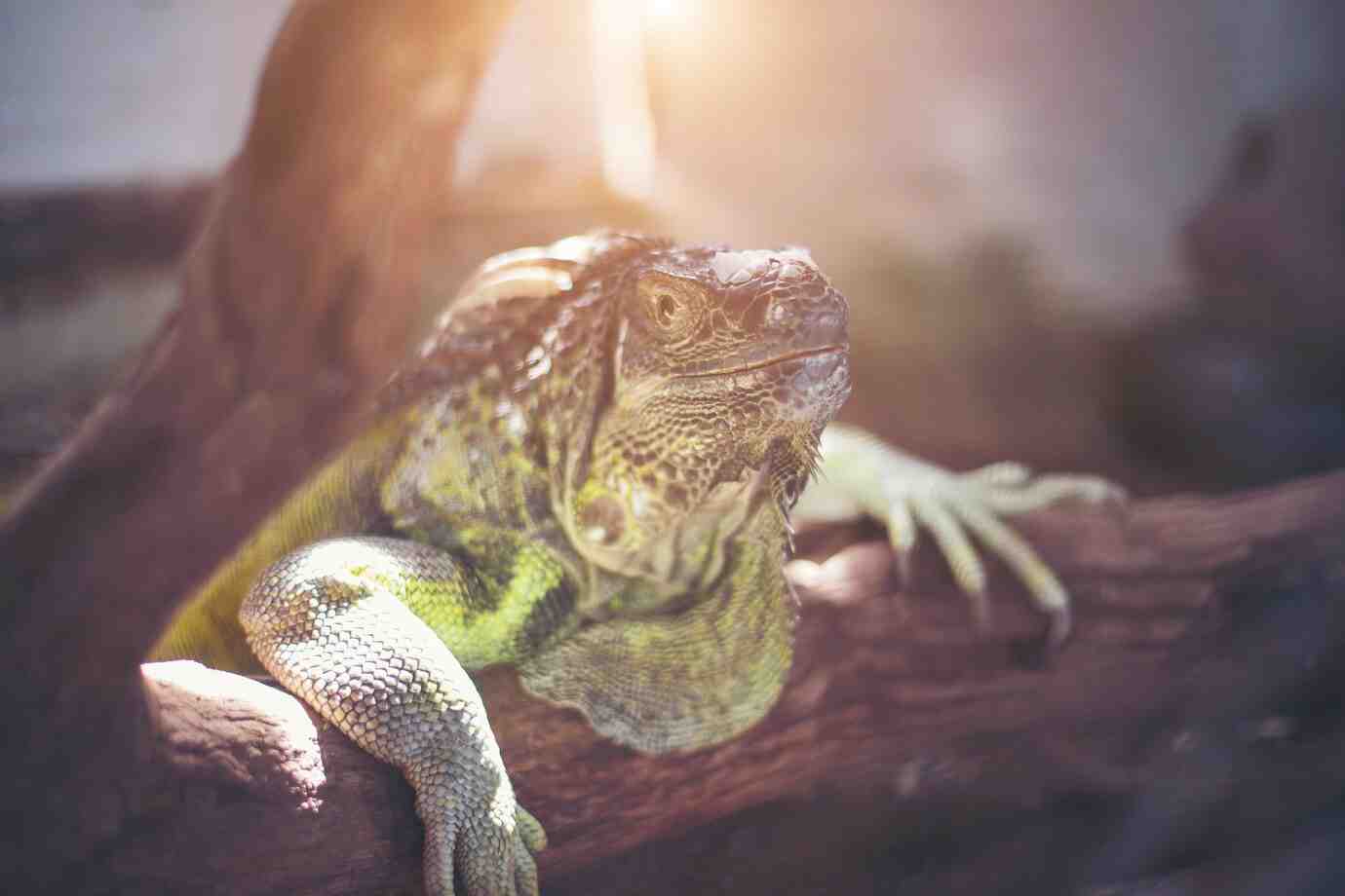 A close-up of a iguana lounging on a branch, basking in soft sunlight, showcasing its vibrant green scales and intricate textures.