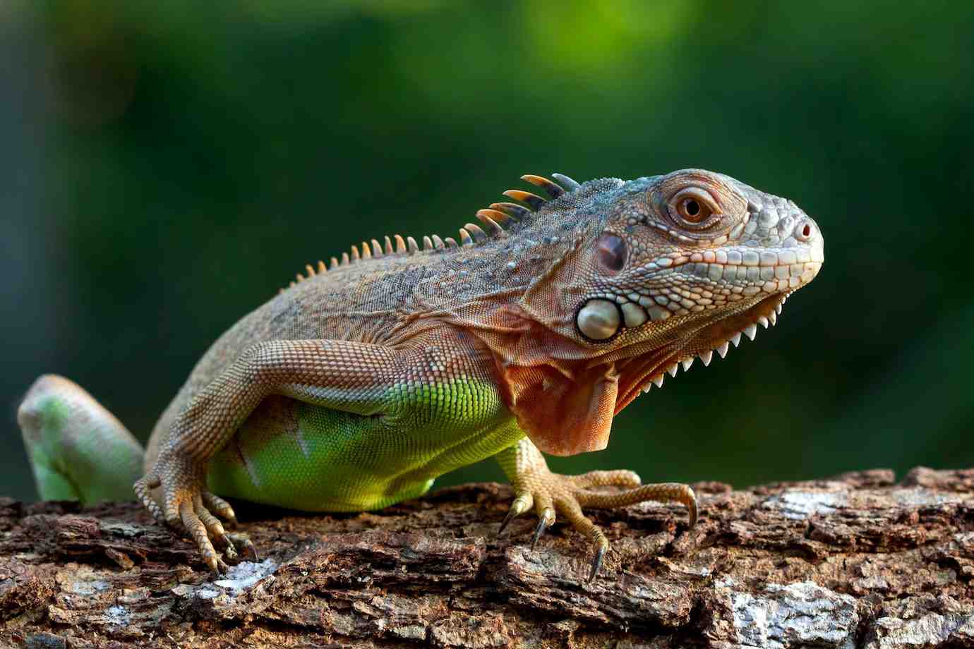 A close-up of a vibrant green iguana resting on a textured log, set against a blurred green background.