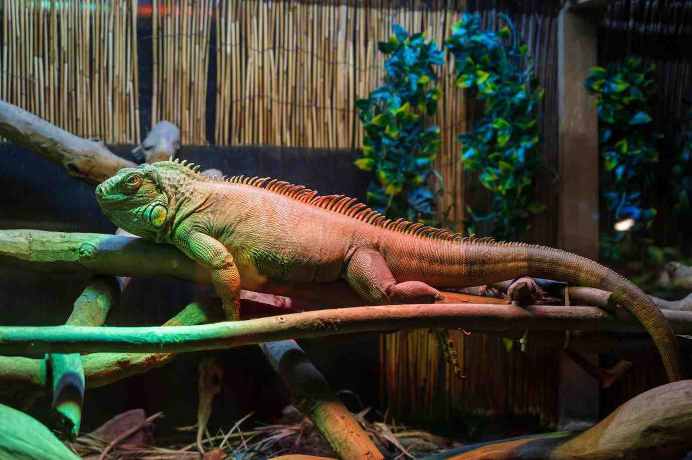 A colorful iguana rests on branches in a naturalistic habitat, surrounded by greenery and bamboo.