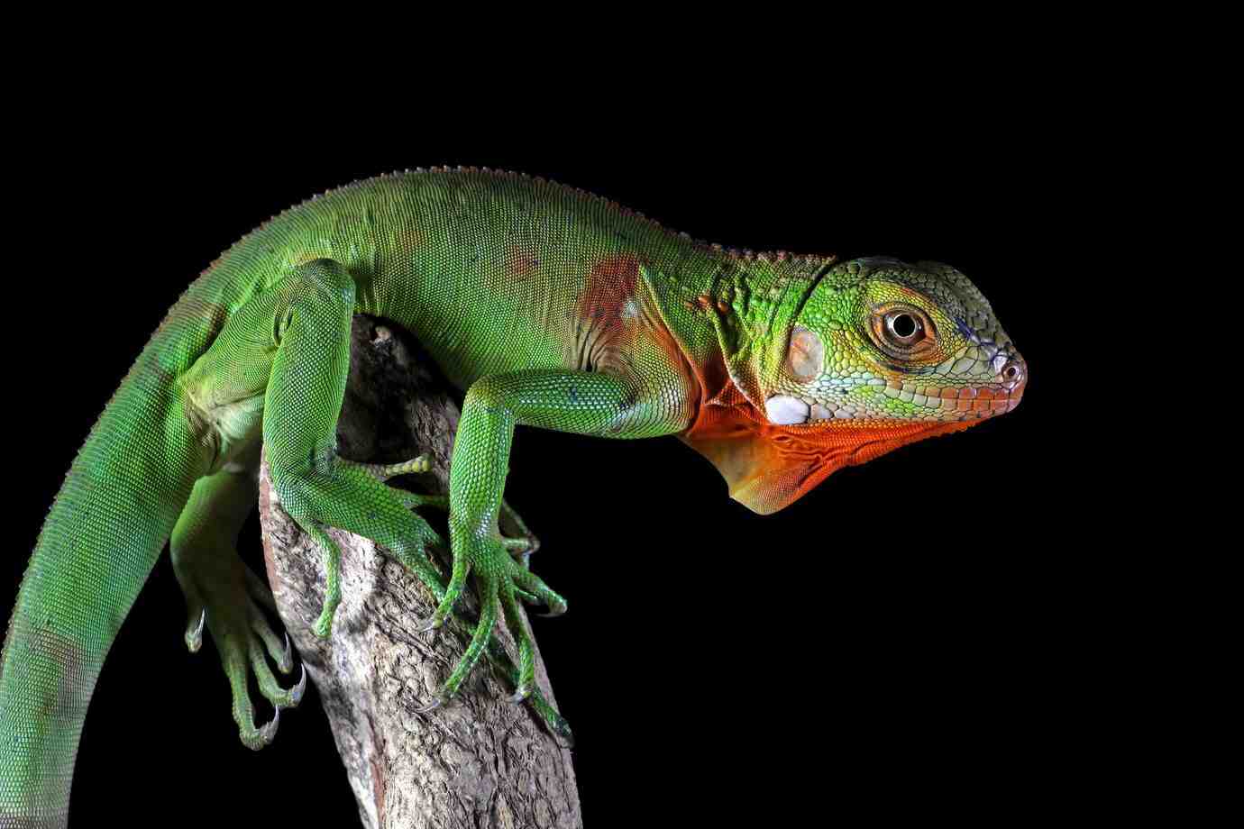 A vibrant green lizard with a striking orange throat resting on a branch, set against a black background.