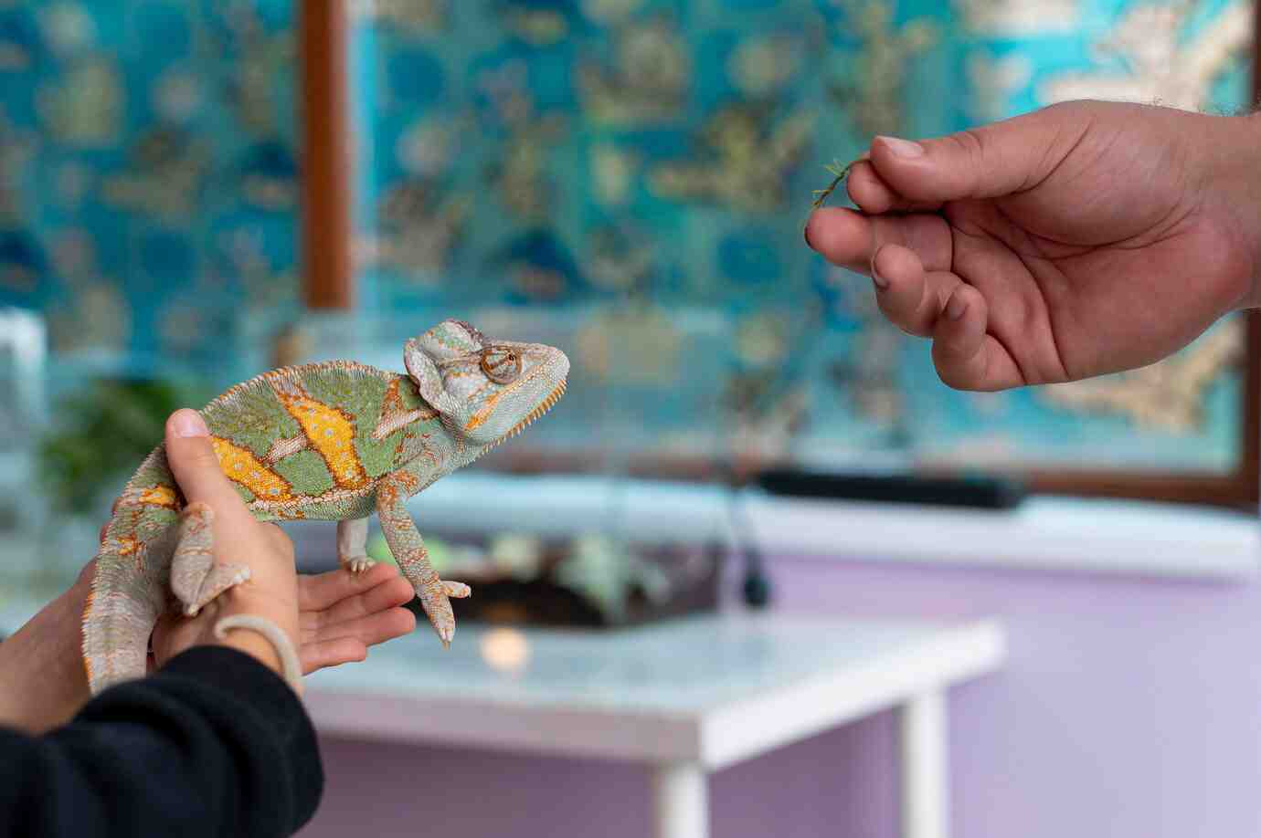 A colorful chameleon is held in one hand while another hand presents a small branch for it to explore or eat.