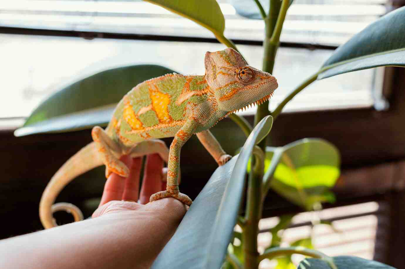 A colorful chameleon perched on a hand, blending with green leaves and basking in bright natural light.