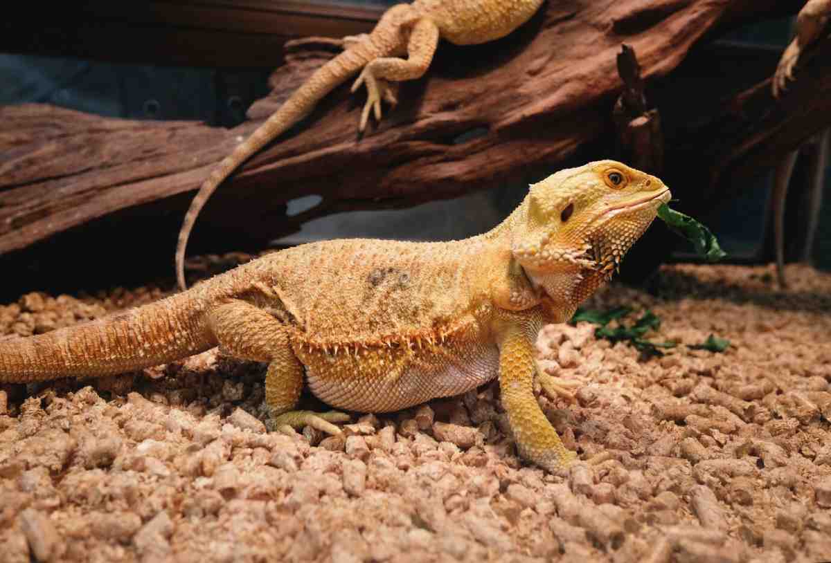 A yellow bearded dragon perches on a sandy substrate, munching on greens, with a wooden log and another lizard in the background.