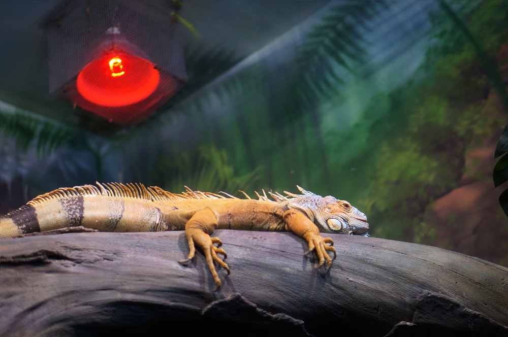 A vibrant iguana basks on a log under a red heat lamp, surrounded by a lush, tropical-themed background.