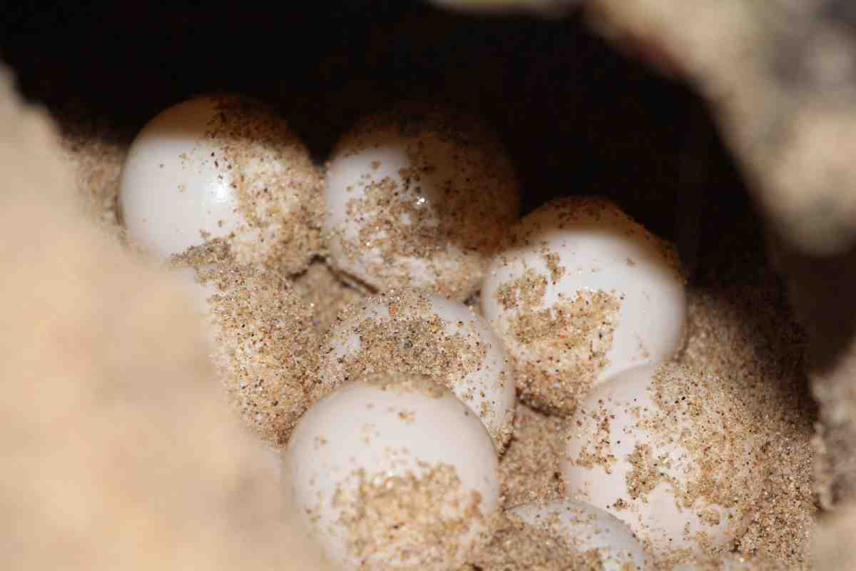 A close-up view of white eggs partially buried in sandy soil, showcasing their smooth surface and light dusting of sand.