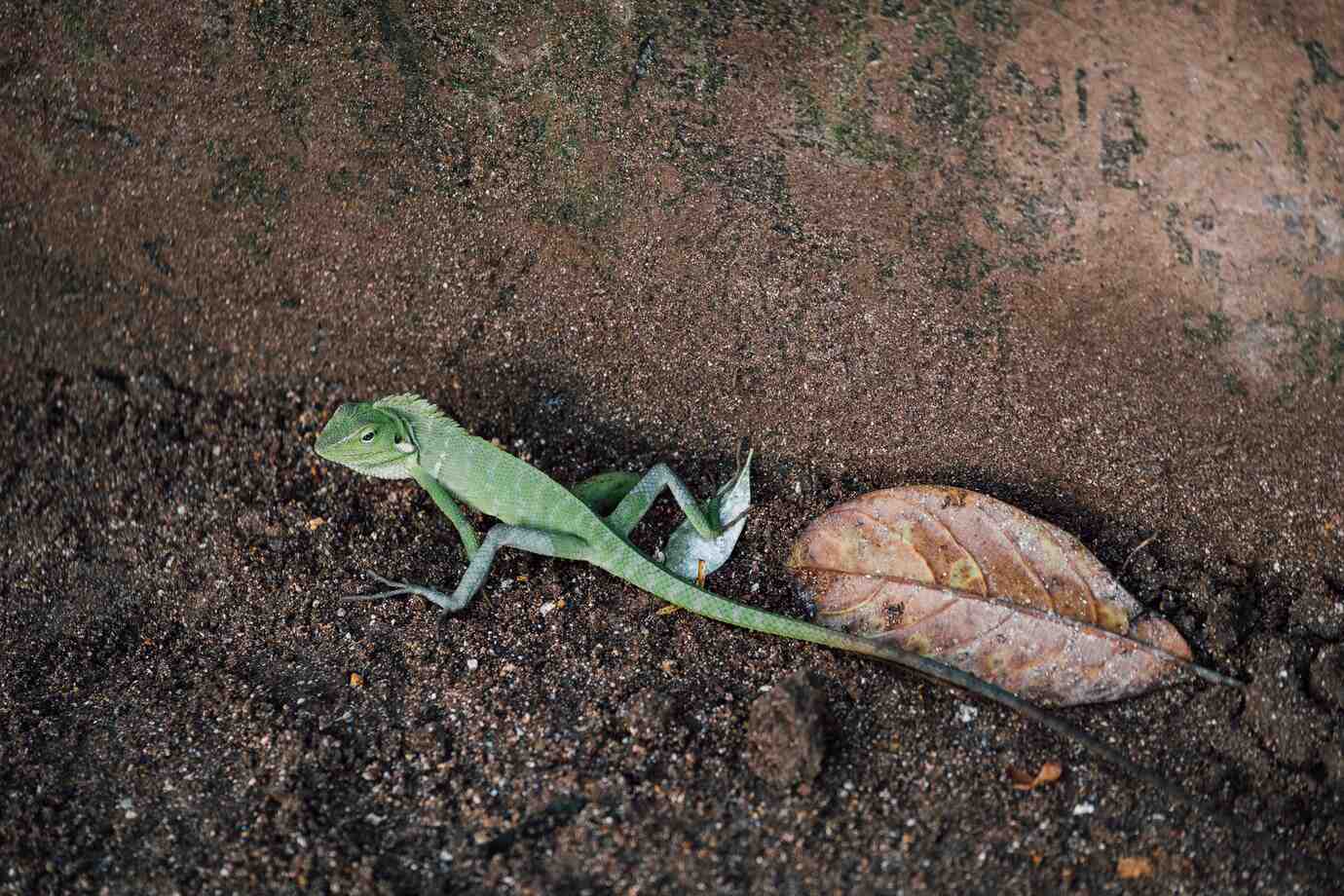 A green lizard crawls on the sandy ground beside a dried leaf, blending into the earthy background of its habitat.
