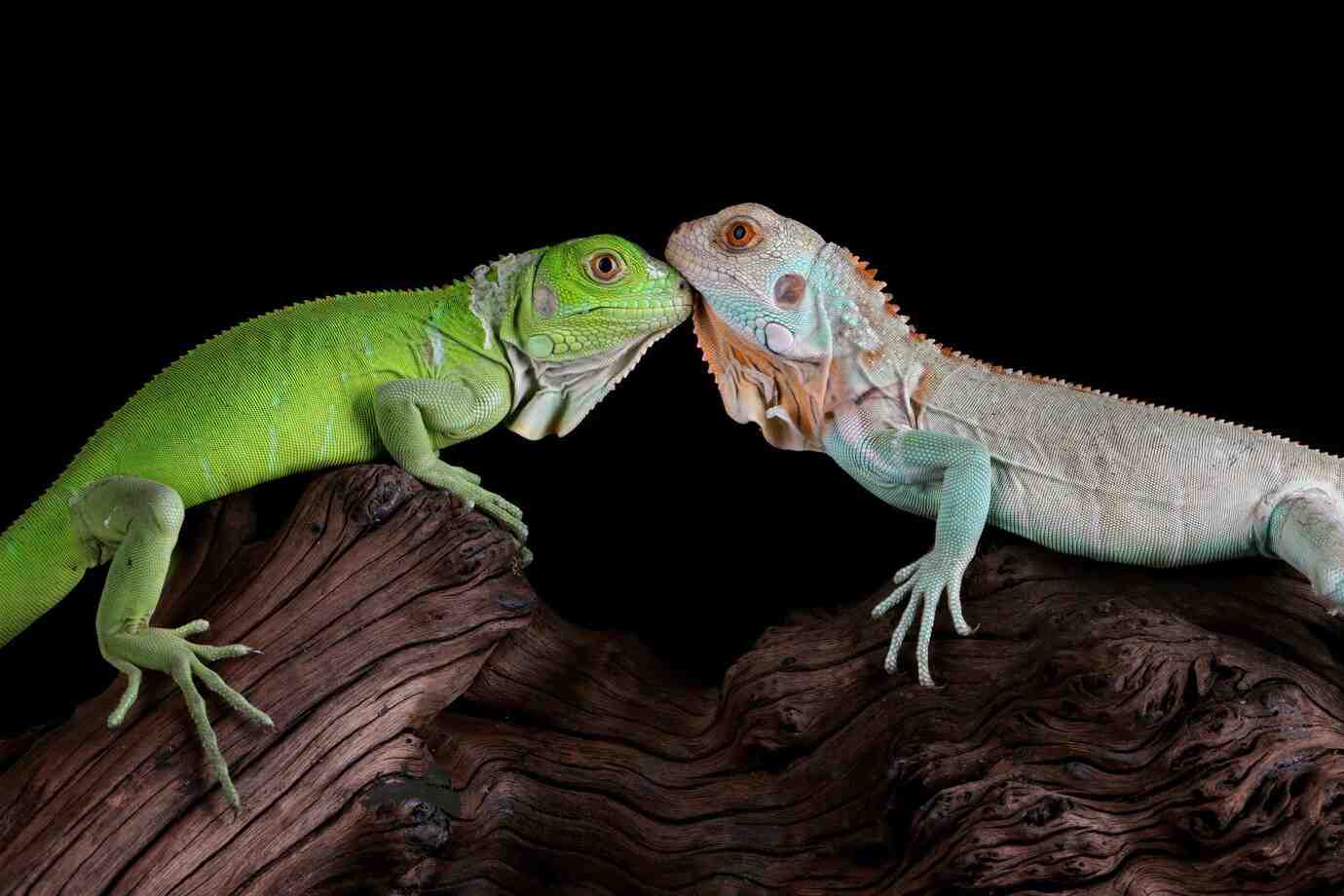 Two colorful lizards, a vibrant green one and a pale blue one, touch noses on a textured wooden branch against a black backdrop.