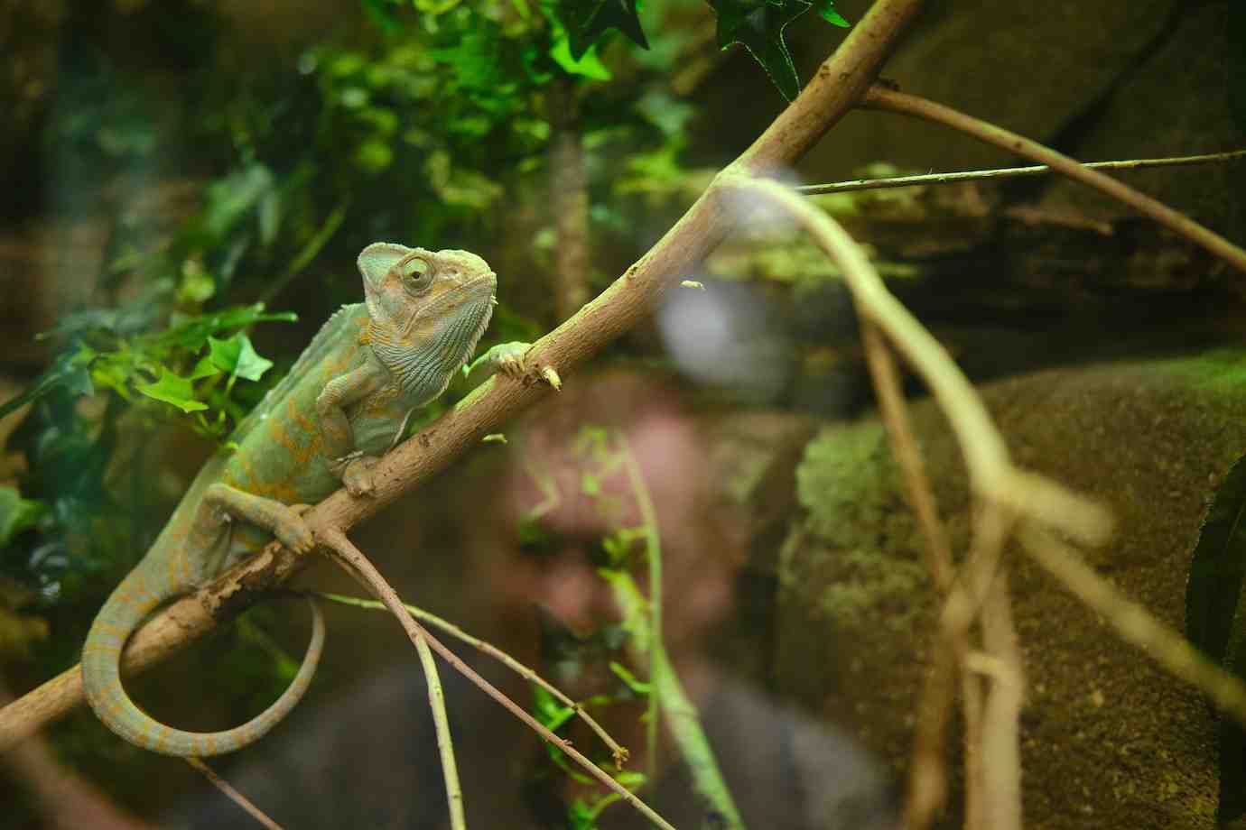A colorful chameleon rests on a branch surrounded by lush green leaves and natural habitat elements.