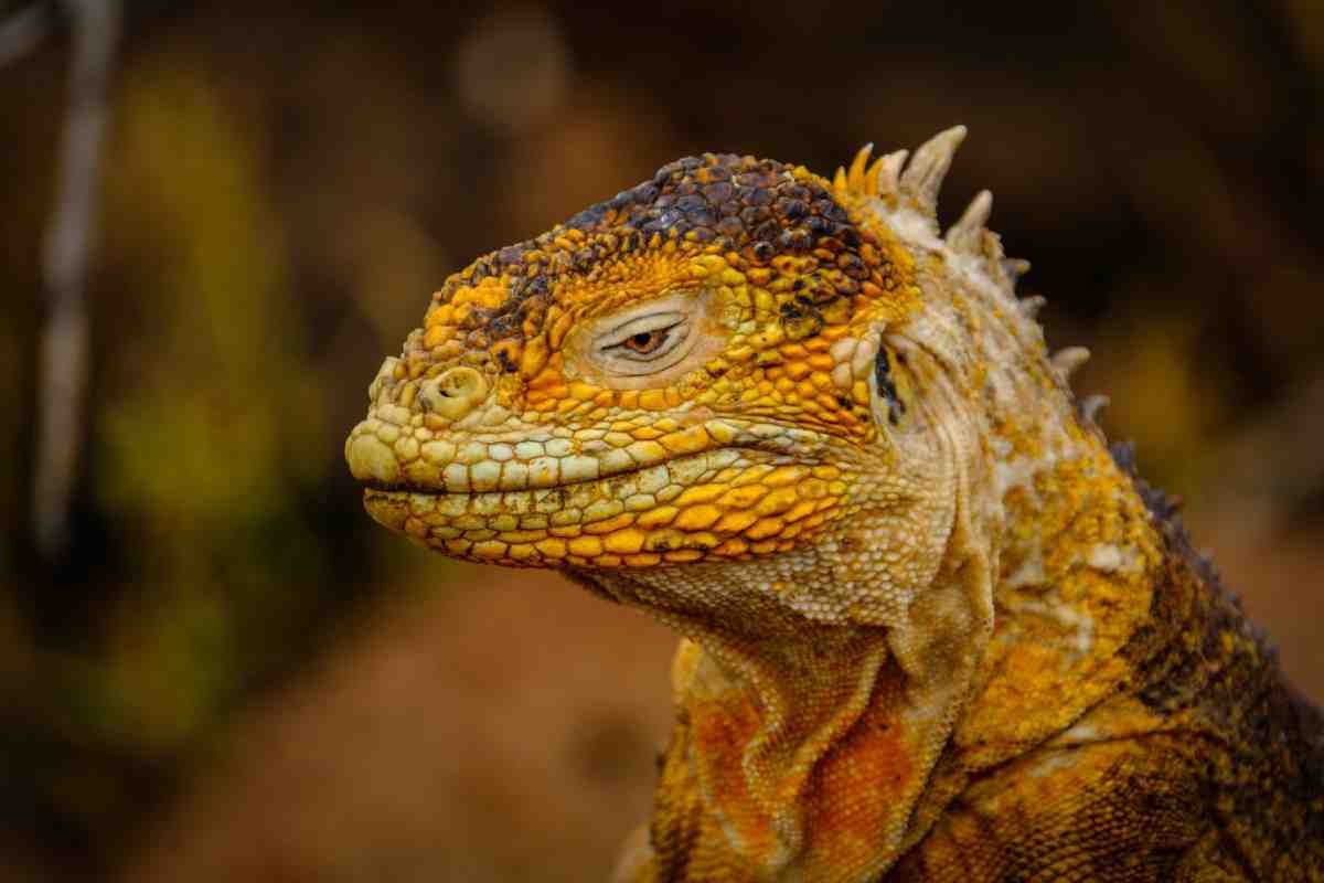 Close-up of a Galápagos land iguana with textured yellow and orange scales, showcasing a calm and watchful expression against a blurred background.