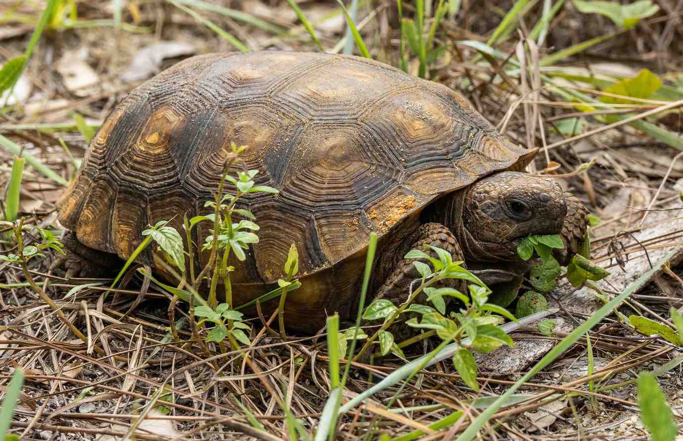 A close-up of a tortoise munching on greenery, surrounded by grass and twigs in a natural setting.
