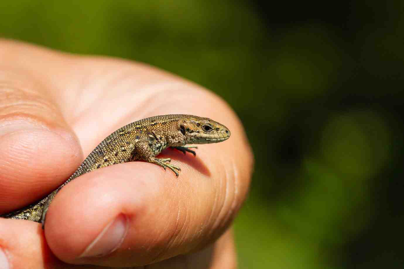 A close-up of a small lizard resting in a person's hand, showcasing its detailed texture and vibrant colors against a blurred green background.