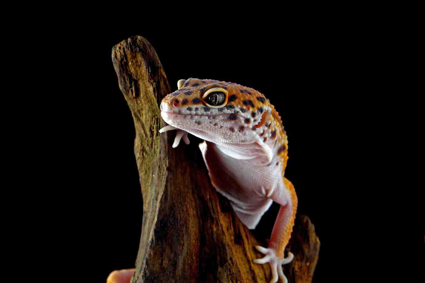A close-up of a colorful leopard gecko perched on a piece of wood, set against a dark background.