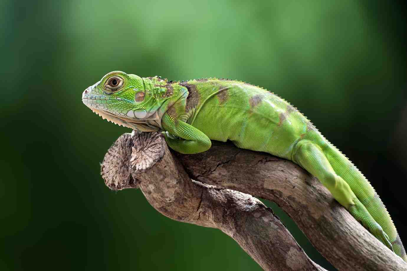 A green iguana resting on a branch, showcasing its vibrant scales and unique features against a blurred green background.