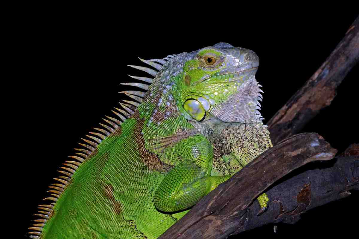 A close-up of a vibrant green iguana perched on a branch, illuminated against a black background. Its textured skin glistens in the light.