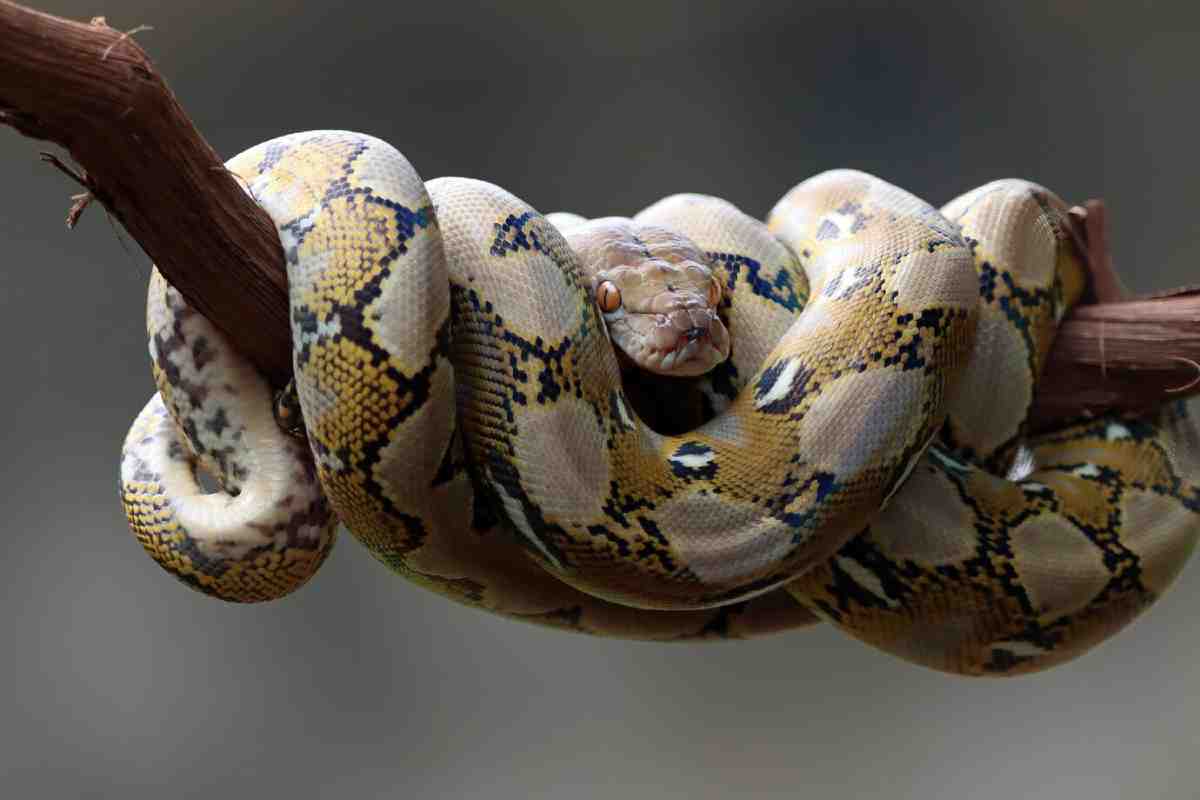 A close-up of a coiled python resting on a branch, showcasing its intricate scales and vibrant patterns against a blurred background.