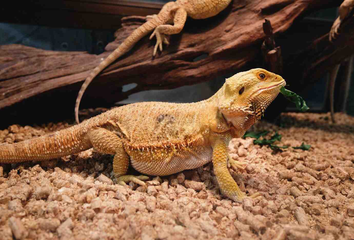 A yellow bearded dragon sits on substrate, munching on a piece of leafy green, with a log and another lizard in the background.