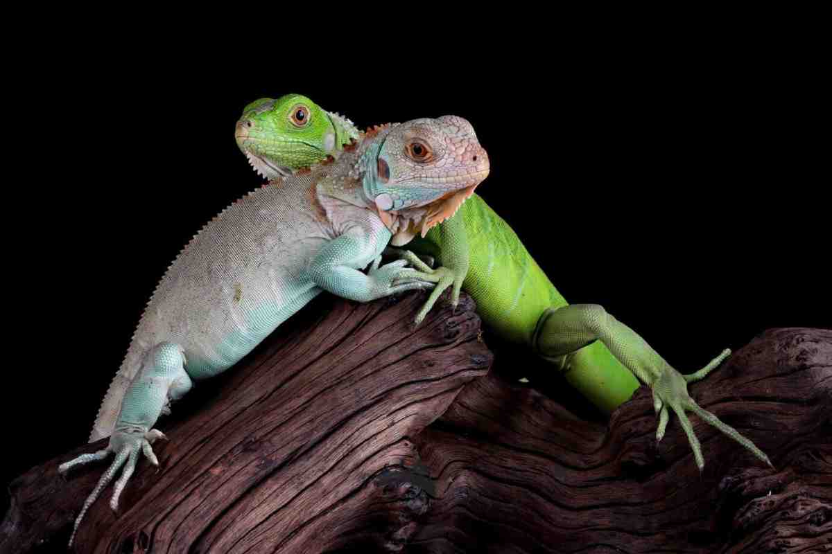 Two colorful iguanas, one green and one light turquoise, perched on dark, gnarled wood against a black background.