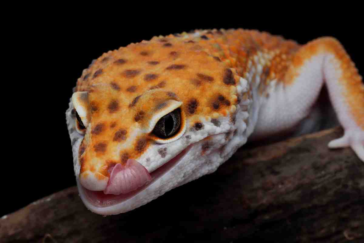 Close-up of a leopard gecko with vibrant orange and brown spots, licking its lips, against a black background.