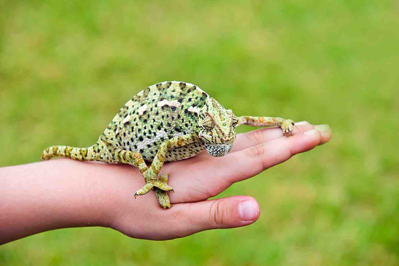 A green and speckled chameleon rests on a child's open palm, surrounded by a vibrant green background.