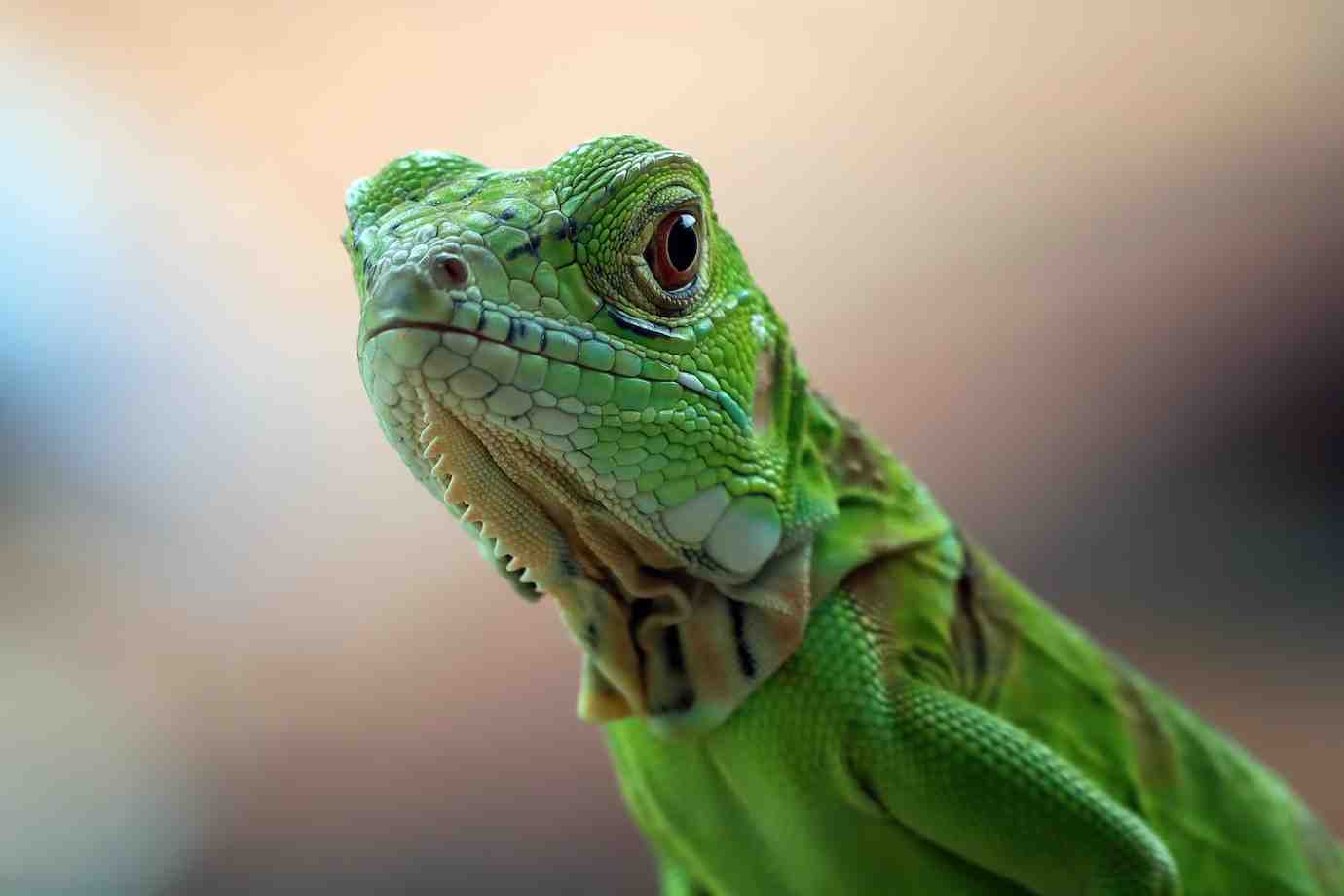 Close-up of a vibrant green iguana with textured skin and striking brown eyes, set against a softly blurred background.