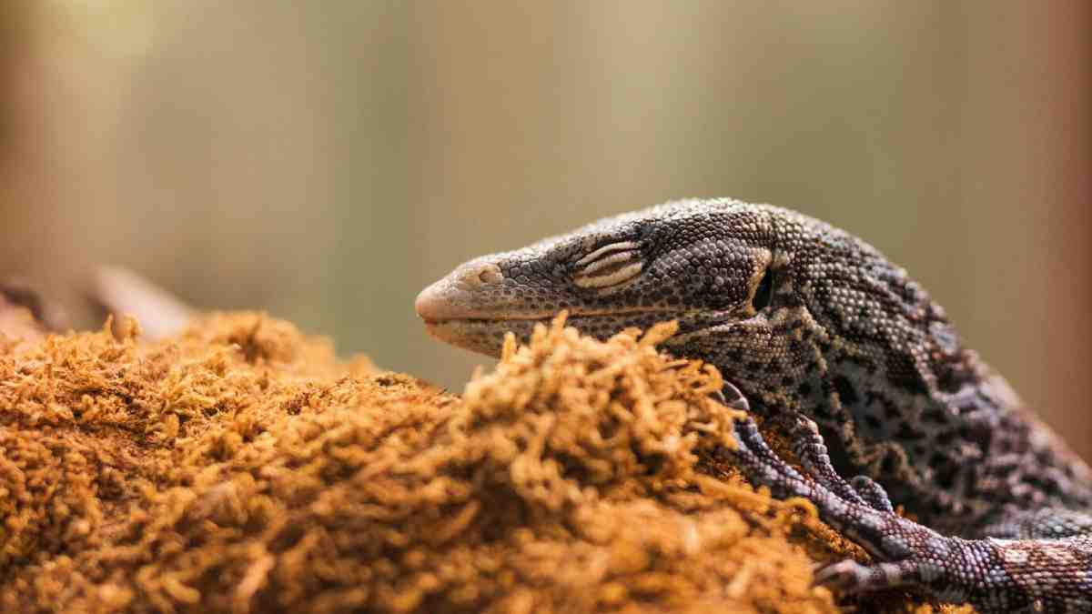 A close-up of a resting lizard's head, partially concealed in soft, brown moss, with eyes gently closed and skin displaying intricate patterns.