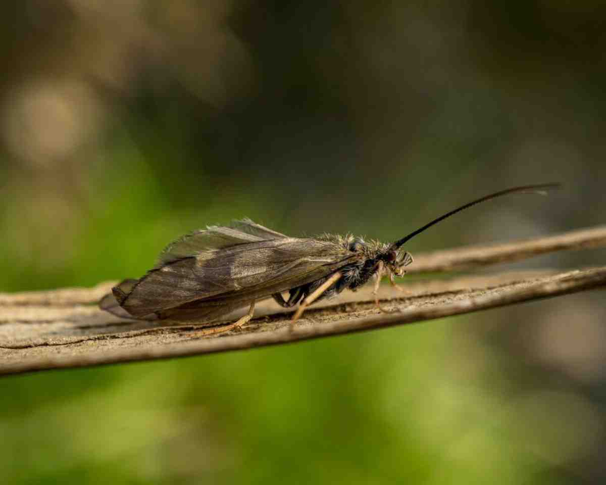 A close-up of a small, delicate moth resting on a twig, with translucent wings and long antennae against a softly blurred green background.