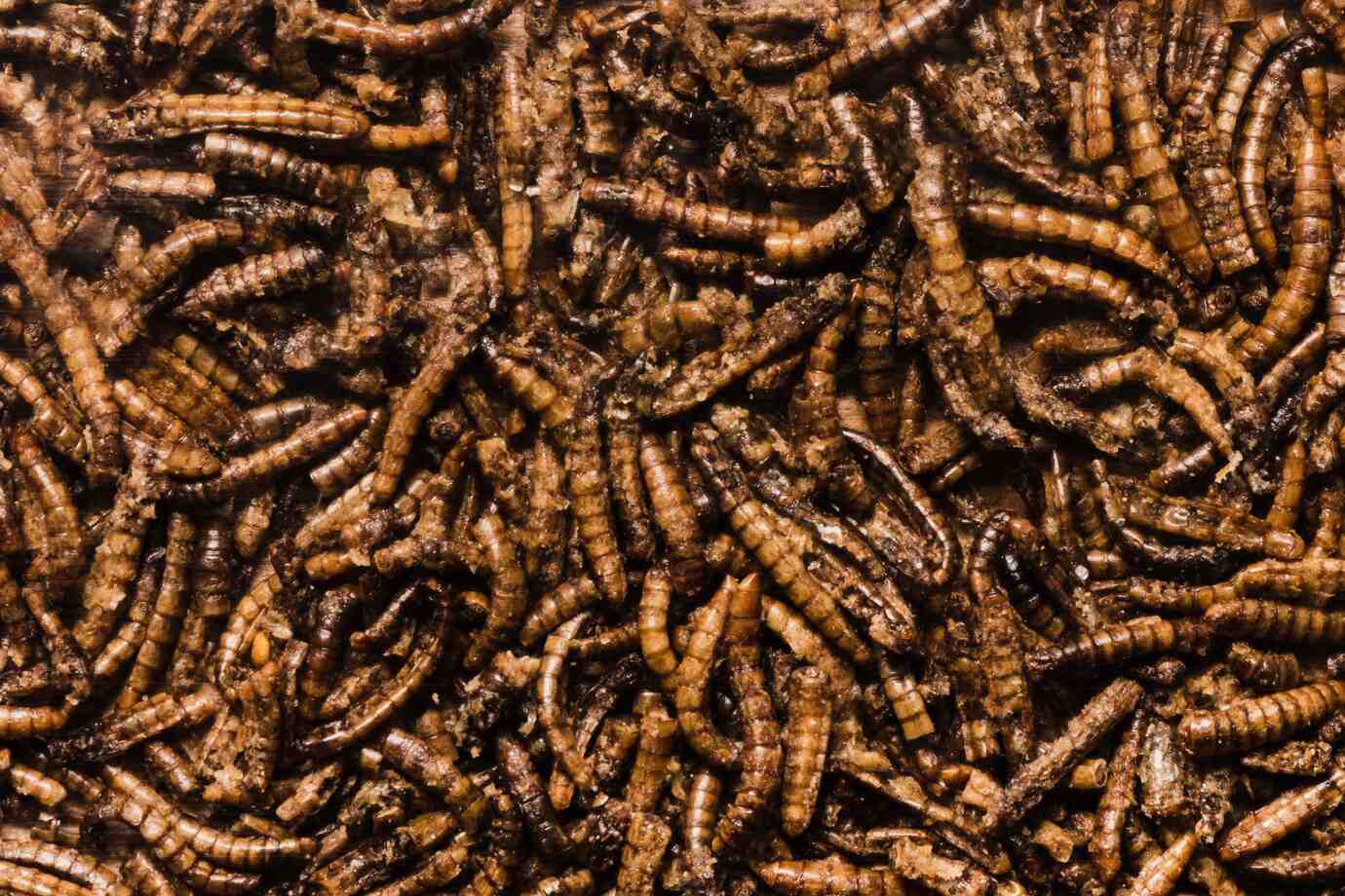 A close-up of numerous dark brown larvae, densely packed, with a rough-textured surface reflecting light, on a dark background.