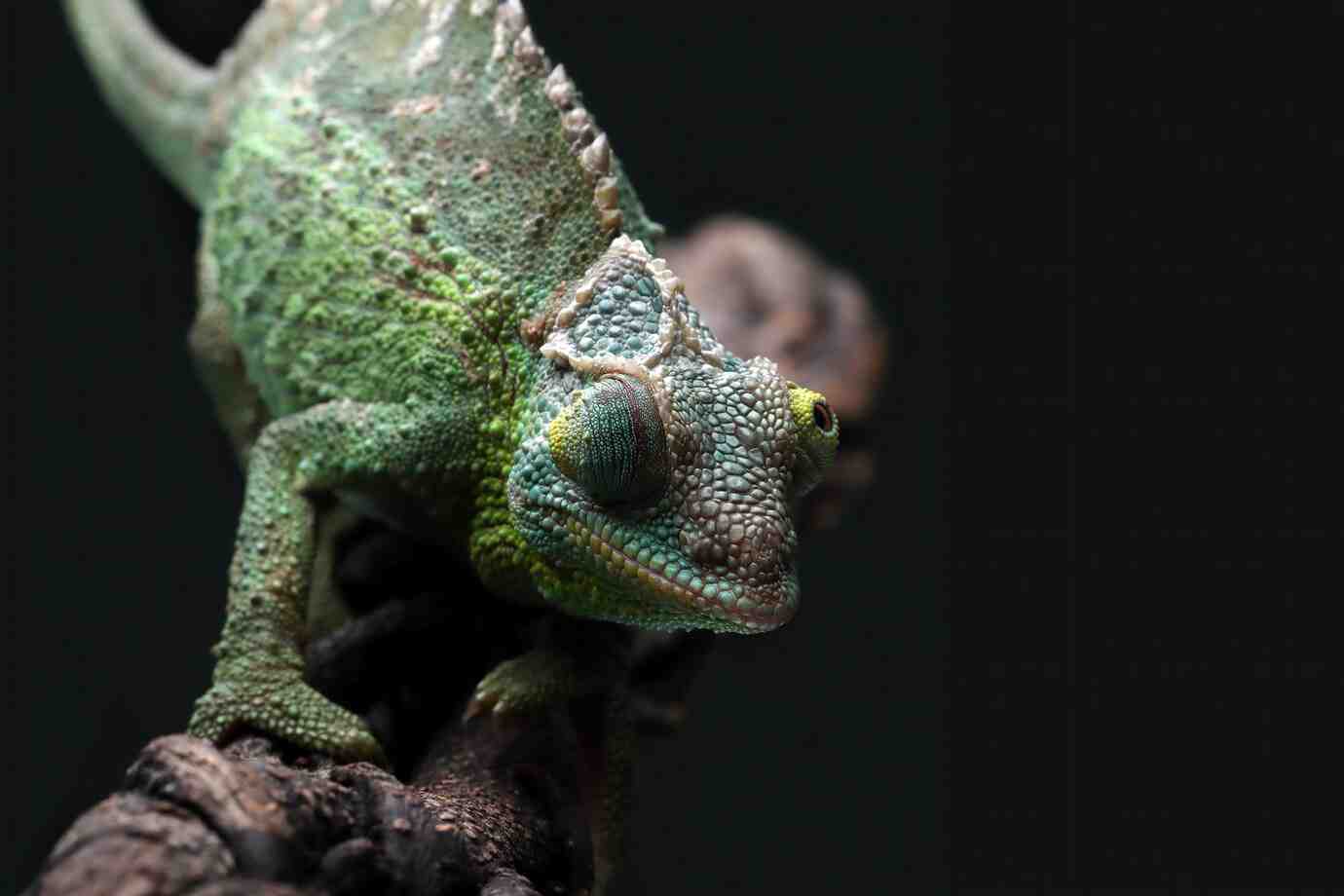 A vibrant green lizard with textured skin and a distinctive frill, perched on a branch against a dark background.