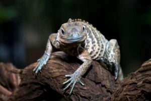 A close-up of a lizard perched on a gnarled branch, showcasing its textured skin and vibrant blue eyes.