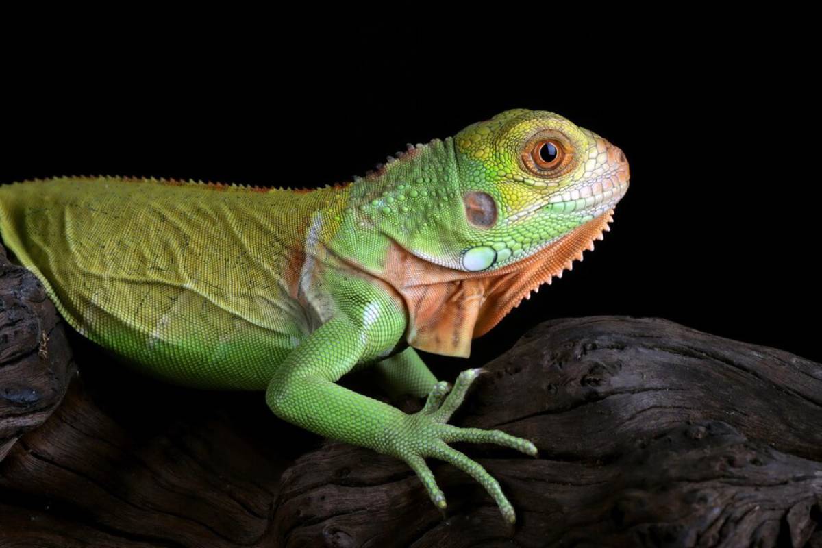 A vibrant green lizard with a textured body and distinctive orange throat rests on a piece of dark wood against a black background.