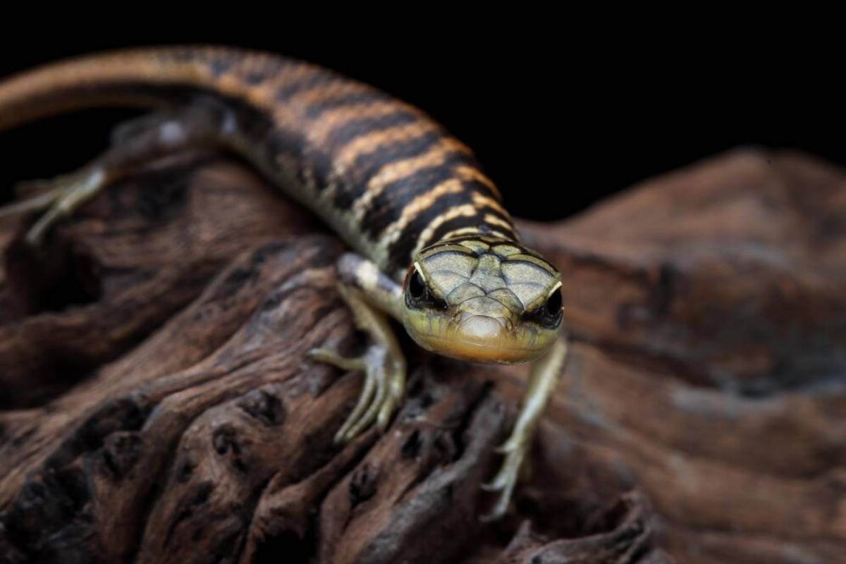 Close-up of a strikingly patterned lizard with yellow and black stripes, perched on textured wood against a dark background.