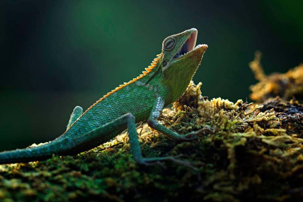 A vibrant green lizard with a spiky crest resting on moss, mouth slightly open, set against a blurred dark background.
