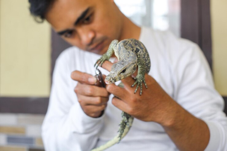 Man in indoor cutting pet lizard's nail