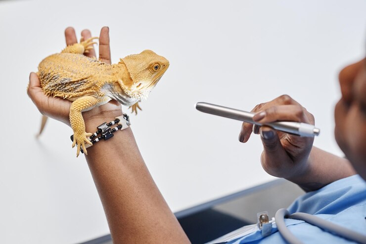A person holding a lizard in hand and a torch in other doing checkup.